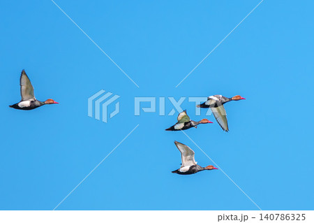 Red-crested Pochard, Netta rufina flying over a lake at Munich, Germany Red-crested Pochard, Netta rufina flying over a lake at Munich, Germany 140786325