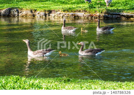 Family of greylag geese, Anser anser with small babies. 140786326
