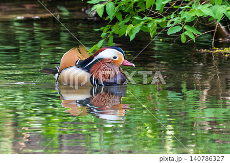 The mandarin duck, Aix galericulata at a lake in Munich, Germany The mandarin duck, Aix galericulata at a lake in Munich, Germany 140786327