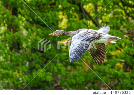 The flying greylag goose, Anser anser is a species of large goose The flying greylag goose, Anser anser is a species of large goose 140786329