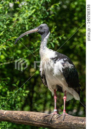 The Straw-necked Ibis, Threskiornis spinicollis is a bird of the ibis family The Straw-necked Ibis, Threskiornis spinicollis is a bird of the ibis family 140786336