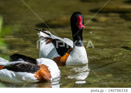 Common Shelduck, Tadorna tadorna swimming on the water 140786338