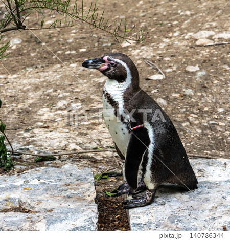 Humboldt Penguin, Spheniscus humboldti in a park Humboldt Penguin, Spheniscus humboldti in a park 140786344
