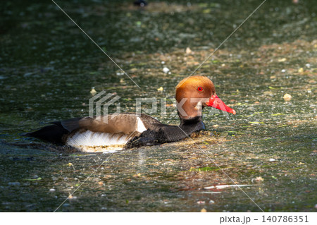 Red-crested Pochard, Netta rufina swimming in a lake at Munich, Germany Red-crested Pochard, Netta rufina swimming in a lake at Munich, Germany 140786351