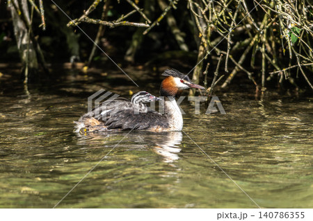 Great Crested Grebe, Podiceps cristatus. Mother with a child on her back with beautiful orange colors 140786355