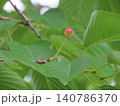 初夏の桜の木に実る小さなさくらんぼ 140786370