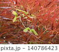 糸紅葉（イトモミジ）の翼果（種）のクローズアップ 140786423