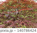 翼果が実った糸紅葉 140786424