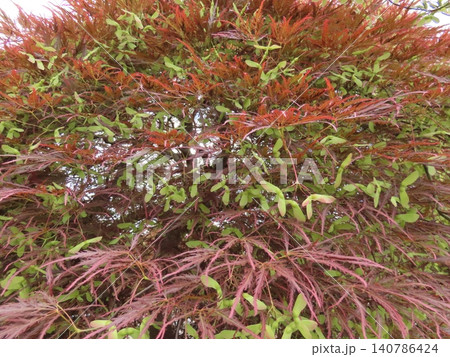 翼果が実った糸紅葉 翼果が実った糸紅葉 140786424