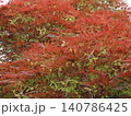 翼果が実った糸紅葉 140786425