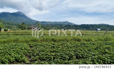 Beautiful Agricultural Field Landscape with Mountain and Blue Sky Background Beautiful Agricultural Field Landscape with Mountain and Blue Sky Background 140786453