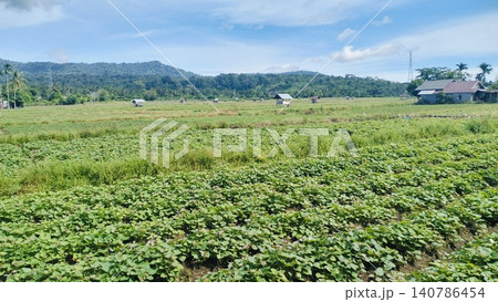 Beautiful Agricultural Field Landscape with Mountain and Blue Sky Background Beautiful Agricultural Field Landscape with Mountain and Blue Sky Background 140786454