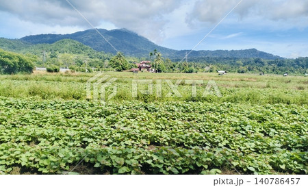 Beautiful Agricultural Field Landscape with Mountain and Blue Sky Background Beautiful Agricultural Field Landscape with Mountain and Blue Sky Background 140786457
