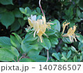スイカズラの花のクローズアップ 140786507