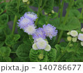 アゲラタムの花のクローズアップ 140786677