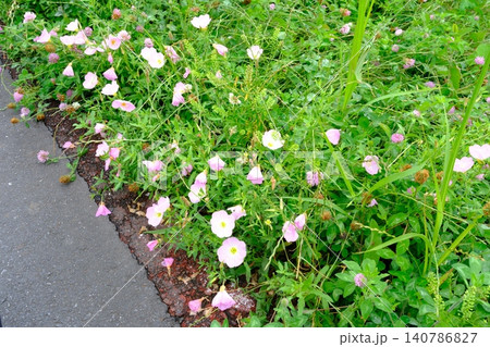 爽やかな初夏の多摩川、道端を彩るピンクの花々と緑 爽やかな初夏の多摩川、道端を彩るピンクの花々と緑 140786827