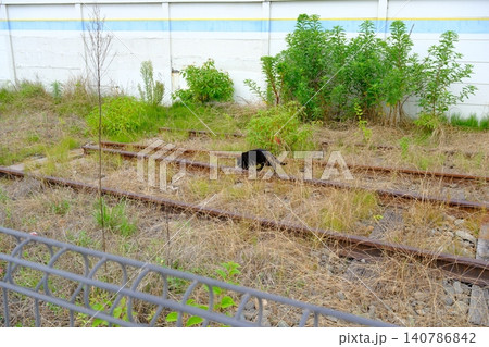初夏の廃線路、草むらをゆく黒猫の気ままな散策 初夏の廃線路、草むらをゆく黒猫の気ままな散策 140786842