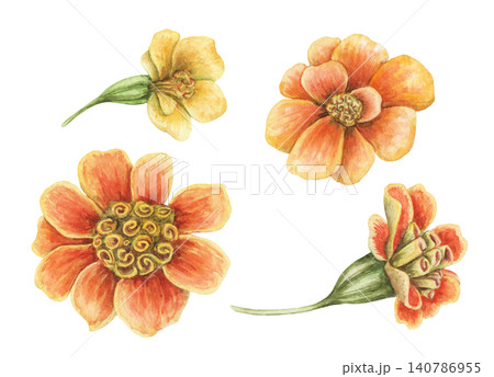 Watercolor tagetes patula flower set botanical illustration. Hand drawn orange and yellow vibrant blossoms. Realistic floral design for greeting card. Garden seed pack or wedding invitation template. Watercolor tagetes patula flower set botanical illustration. Hand drawn orange and yellow vibrant blossoms. Realistic floral design for greeting card. Garden seed pack or wedding invitation template. 140786955