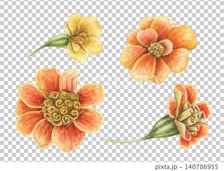 Watercolor tagetes patula flower set botanical illustration. Hand drawn orange and yellow vibrant blossoms. Realistic floral design for greeting card. Garden seed pack or wedding invitation template. Watercolor tagetes patula flower set botanical illustration. Hand drawn orange and yellow vibrant blossoms. Realistic floral design for greeting card. Garden seed pack or wedding invitation template. 140786955