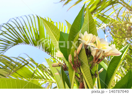 White frangipani or plumeria flowers bloom against a blue sky on a tropical tree, surrounded by lush green foliage. Botanical detail, summer flowering, garden plant and natural growth concept. White frangipani or plumeria flowers bloom against a blue sky on a tropical tree, surrounded by lush green foliage. Botanical detail, summer flowering, garden plant and natural growth concept. 140787040