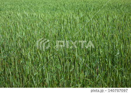 Close-up of a plant background Close-up of a plant background 140787097