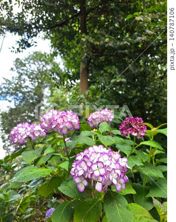 紫の縁取りが美しい紫陽花のクローズアップ 紫の縁取りが美しい紫陽花のクローズアップ 140787106