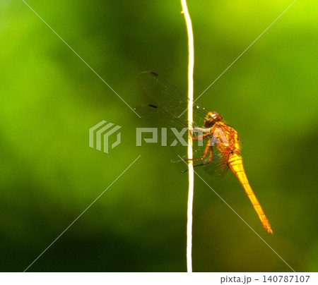 macro photography of an orange dragonfly macro photography of an orange dragonfly 140787107