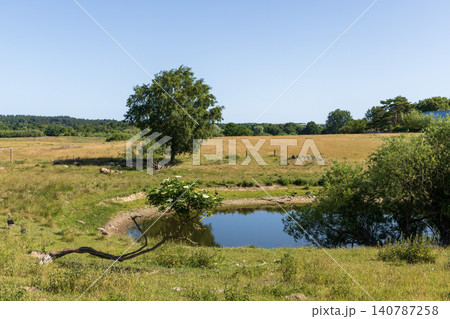 Wild geese near natural pond in rural landscape Wild geese near natural pond in rural landscape 140787258