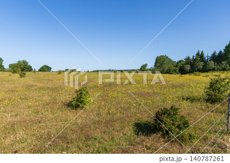 Blooming grassland filled with yellow flowers and sunshine Blooming grassland filled with yellow flowers and sunshine 140787261