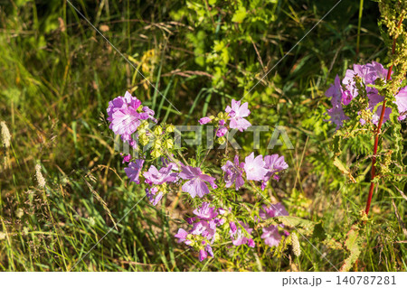 Wild common mallow flowers growing in natural grassland Wild common mallow flowers growing in natural grassland 140787281