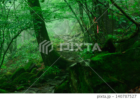 東京・奥多摩の三頭山・静寂な登山道 東京・奥多摩の三頭山・静寂な登山道 140787527