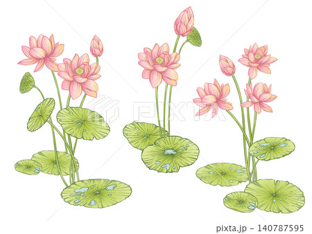 Lotus flower botanical set. Lotus flower botanical set. 140787595