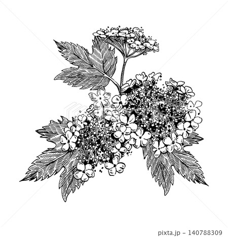 A blooming branch of viburnum with flowers and leaves, hand-drawn in ink. Vector plant graphics for the design of postcards, invitations, tableware or a creative decorating project. A blooming branch of viburnum with flowers and leaves, hand-drawn in ink. Vector plant graphics for the design of postcards, invitations, tableware or a creative decorating project. 140788309
