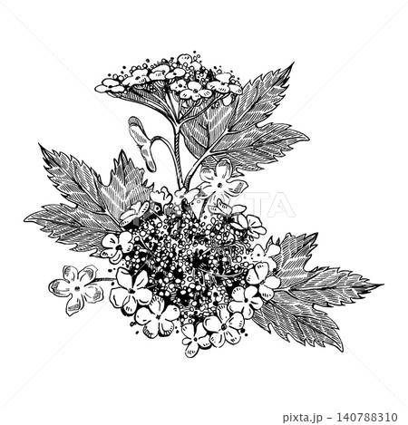 Viburnum shrub with flowers and leaves. All objects are hand-drawn in ink. Vector composition. Botanical illustration for textile printing, stationery, greeting cards, wedding invitations. Viburnum shrub with flowers and leaves. All objects are hand-drawn in ink. Vector composition. Botanical illustration for textile printing, stationery, greeting cards, wedding invitations. 140788310