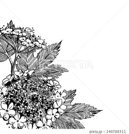 Flowers and leaves of the viburnum shrub, hand-painted in ink. Vector flower frame for greeting card or stationery, invitation card design, fabric printing. Flowers and leaves of the viburnum shrub, hand-painted in ink. Vector flower frame for greeting card or stationery, invitation card design, fabric printing. 140788311