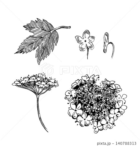 A set of vector illustrations, viburnum flowers, buds and leaves of viburnum shrub. All objects are hand-drawn in ink. Illustrations for natural design, floral stationery and scrapbooking. 140788313