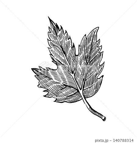 A leaf of a viburnum shrub, hand-drawn in black ink. Vector illustration. A design element for natural art, seasonal decoration and creative projects, invitations, postcards. A leaf of a viburnum shrub, hand-drawn in black ink. Vector illustration. A design element for natural art, seasonal decoration and creative projects, invitations, postcards. 140788314