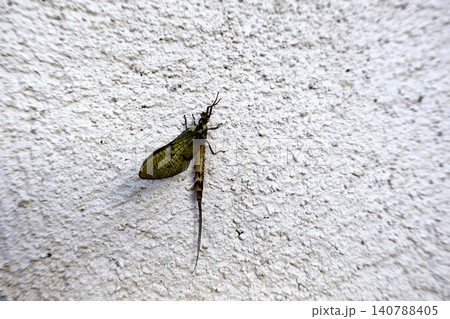 Mayfly Insect on White Textured Wall Close Up. Mayfly Insect on White Textured Wall Close Up. 140788405