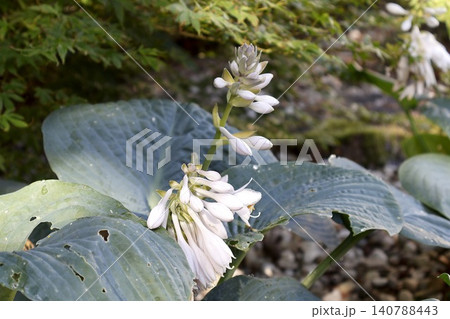 White Hosta Flowers with Large Blue Green Leaves. White Hosta Flowers with Large Blue Green Leaves. 140788443