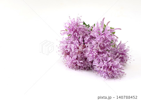 白背景のモナルダの花束 白背景のモナルダの花束 140788452