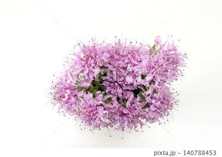 白背景のモナルダの花束 白背景のモナルダの花束 140788453