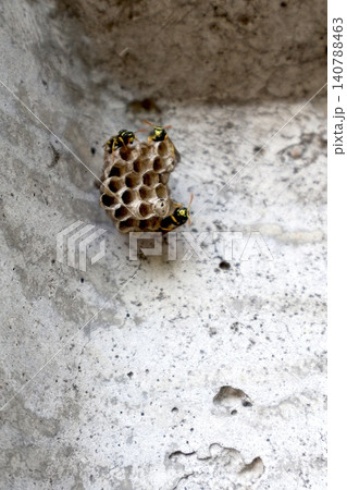 Small Paper Wasp Nest on Concrete Wall with Three Wasps. Small Paper Wasp Nest on Concrete Wall with Three Wasps. 140788463