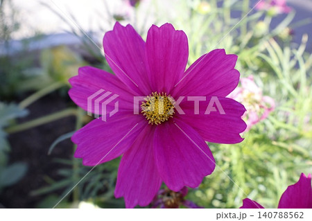 Purple Cosmos Flower with Yellow Center Close Up. Purple Cosmos Flower with Yellow Center Close Up. 140788562