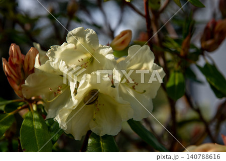 cream rhododendron flowers blooming in warm evening sunlight cream rhododendron flowers blooming in warm evening sunlight 140788616