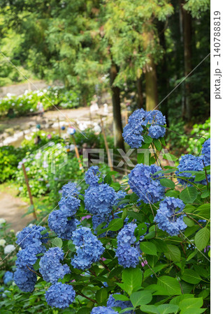 小野池あじさい公園 群馬県渋川市 小野池あじさい公園 群馬県渋川市 140788819