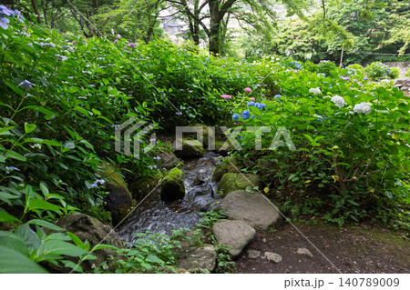 小野池あじさい公園 群馬県渋川市 小野池あじさい公園 群馬県渋川市 140789009