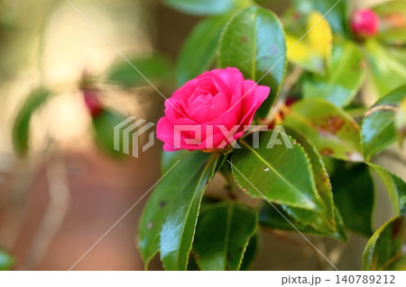 早春 鮮やか 寒椿の花 早春 鮮やか 寒椿の花 140789212