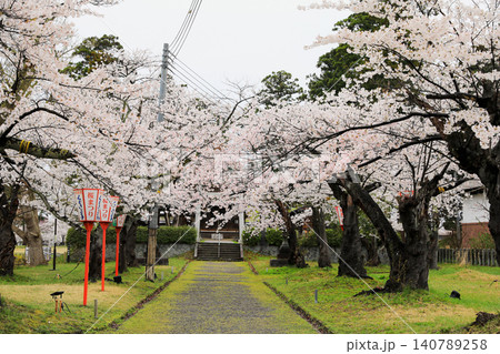 山形県鶴岡公園の桜 山形県鶴岡公園の桜 140789258