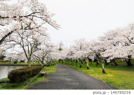 山形県鶴岡公園の桜 山形県鶴岡公園の桜 140789259