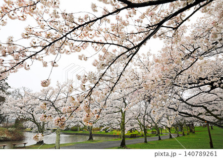 山形県鶴岡公園の桜 山形県鶴岡公園の桜 140789261